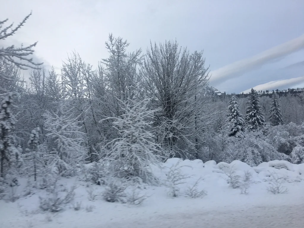 Snow-covered highway and trees during a winter move in Alberta, captured along a route used by affordable long distance movers